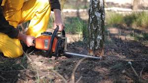 Reliable Golden Grove, SC Tree Services Solutions