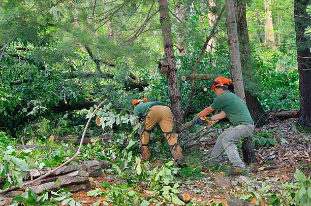 Best Tree Health Inspection  in Golden Grove, SC