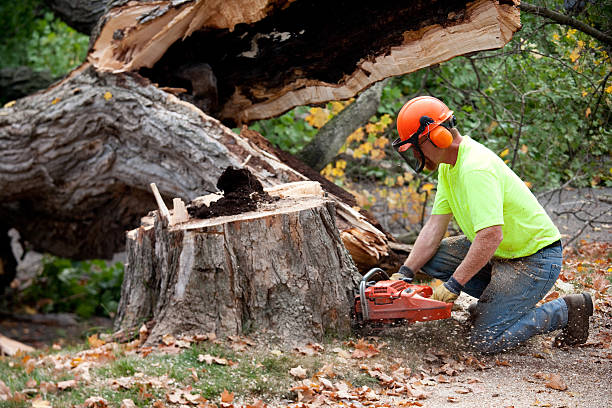 How Our Tree Care Process Works  in  Golden Grove, SC